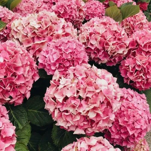 Hydrangea Bundle