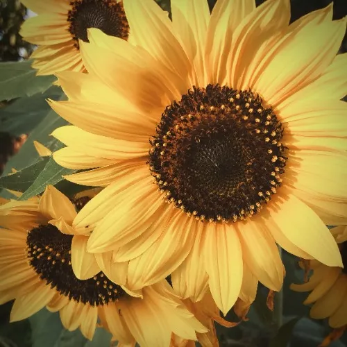 Sunflower Bouquet