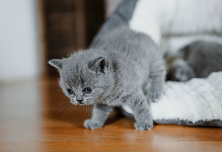 British Shorthair cat 🥹