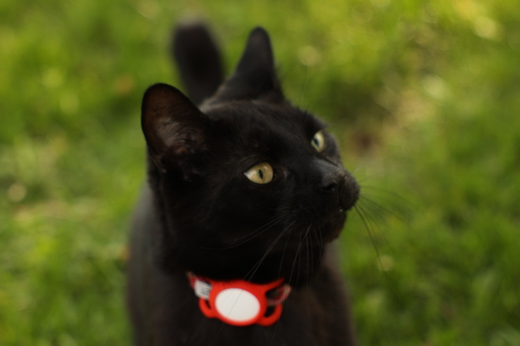 Monthly food for Leo & Missy