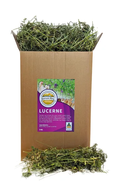 Lucerne (Alfalfa) 3kg - Fresh - Natural Rabbit & Guinea Pig Treat