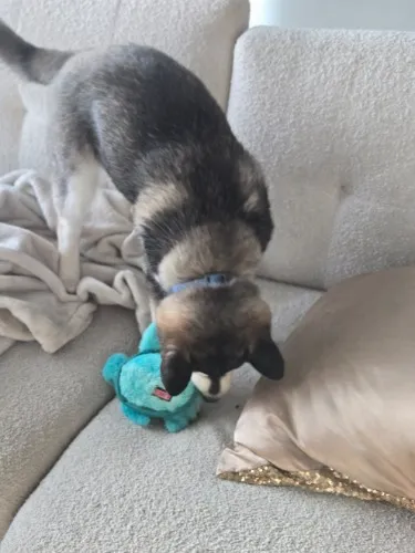 Something for Monster to Chew on That Isn't My Bras 🦴