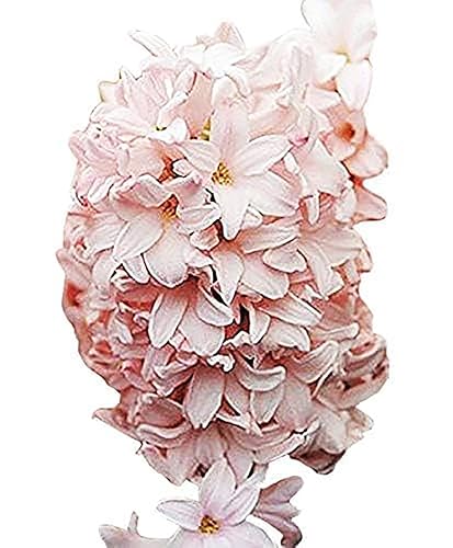 Marde Ross & Company 5 Cotton Candy Hyacinth Bulbs - Luscious Whisper Pink, 16-17 cm, Zones 4-10 (Pre-Chilling Required for Zones 8-10)
