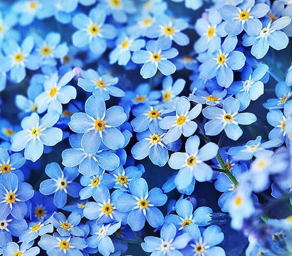 Forget Me Not Seeds - 5000 Flower Seeds - Perennial Ground Cover Seeds for Tulips and Other Bulbs - Bulk Flowering Ground Cover - Grown in The USA