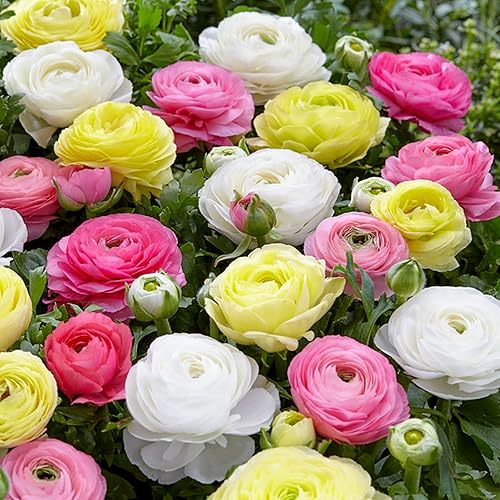 Easy to Grow Ranunculus Tecolote 'Pastel Mix' Plant Bulbs (10) - Pink, Yellow & White Flowering Blooms in Temperate Spring Gardens - Pastel Mix
