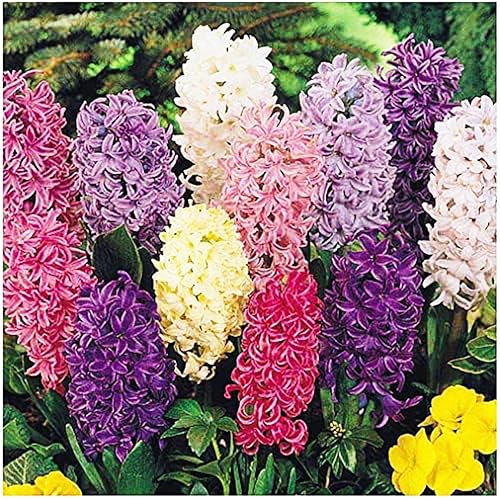 10 Large Mixed Hyacinth Bulbs - 16-17 cm, Includes Purple, Blue, White, Pink, Yellow, Orange, Peach & 10 Varieties for a Stunning Spring Garden