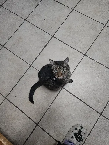 For my cats 🐈 food