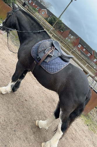 Horse riding lessons 