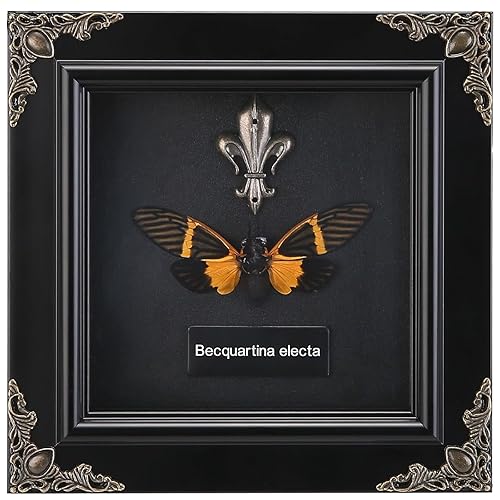 Real Butterfly Specimen Shadow Box - Framed Butterflies in a Box, Framed Butterfly Taxidermy for Desktop Wall Decoration (F_Tiger Spotted Cicada) - F_tiger Spotted Cicada