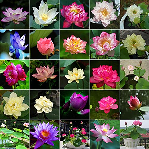 30 Pcs Mixed Bonsai Lotus Seeds,Water Lily Flower Plant Fresh Garden Seeds,Finest Viable Aquatic Water Features Seeds Non-GMO (Mixed Color)