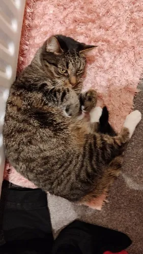 Tap my tum
