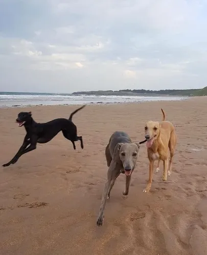 Sponsor a Rescue Racer | Love a Greyhound QLD Charity 