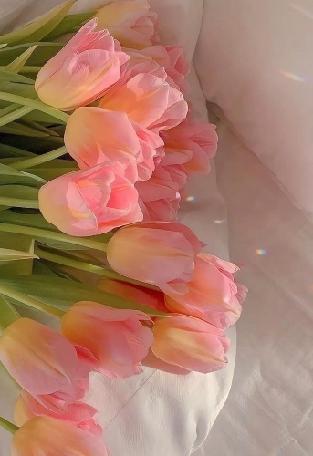 Tulips Bouquet 🌷 