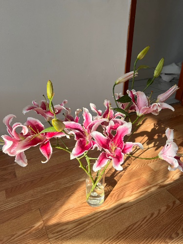 Stargazer Lillies 🤍