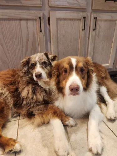 Veterinary Bills (Thor's Surgery)