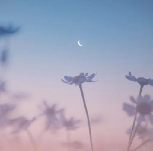 ✨️