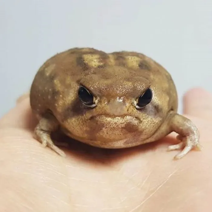 Treat Me to Breakfast