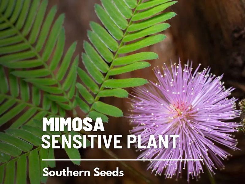 Mimosa, Sensitive Plant - 50 Seeds - Heirloom Flower, Rare Seeds, Moves with Physical Touch, Garden Gift (Mimosa pudica)