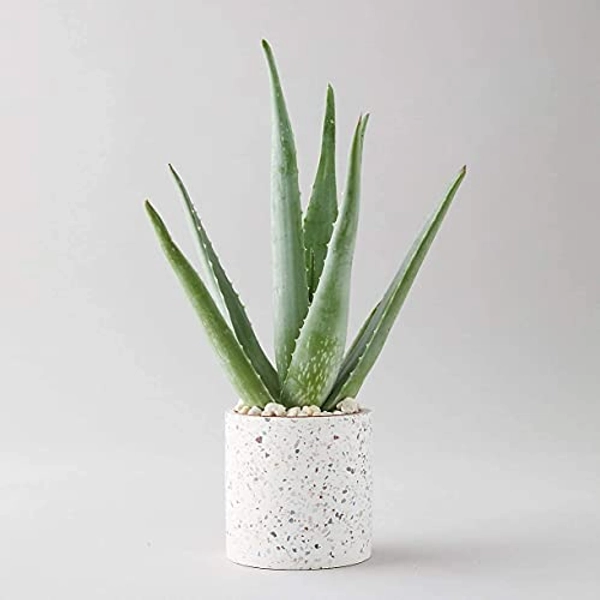 Aloe Vera Plant - Large Plant Around 30-40cm in Height - Decorative Pot Not Included - for The Home Or Office
