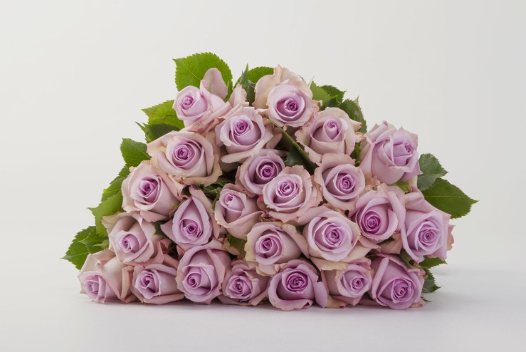 Lavender Rose Bouquet - Two Dozen