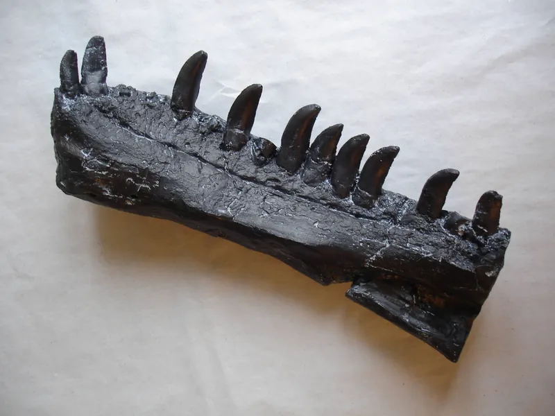 Primalbeasts ALLOSAURUS Partial Dentary - Replica - Paleontology - Dinosaurs