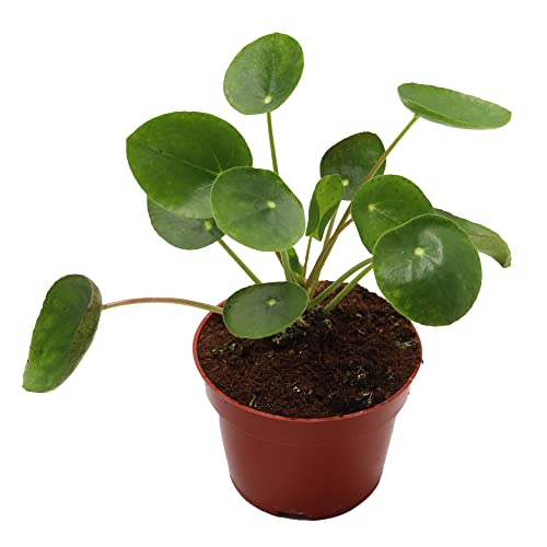 Chinese Money Plant (Pilea Peperomioides)