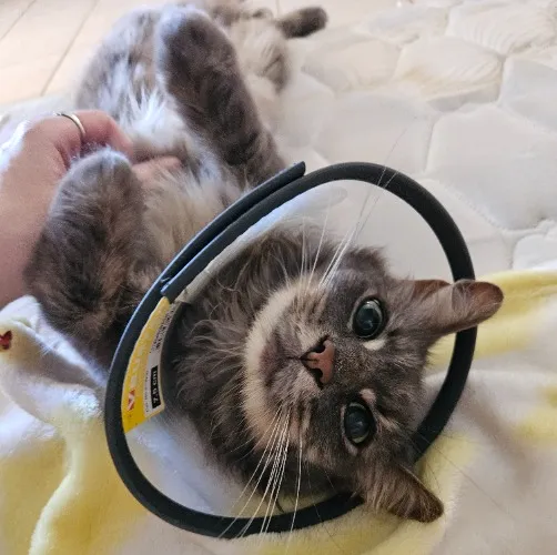 Contribute to Mistys Vet Bills