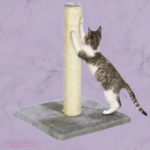 New Cat Tree