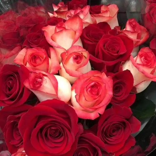 🌹 Send me flowers 🌹