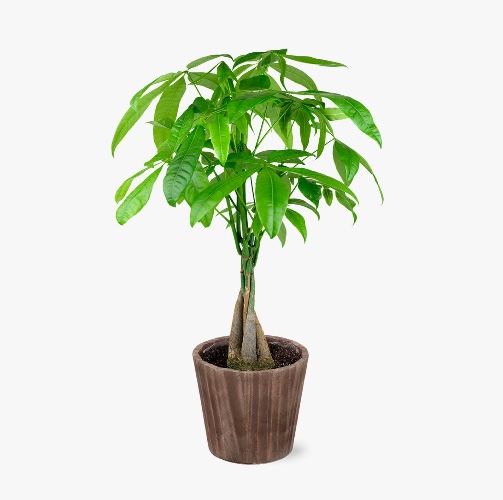 Singapore Money Tree - Brown Wood