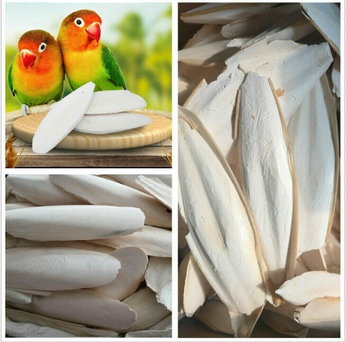 10PCS Cuttlefish Bone