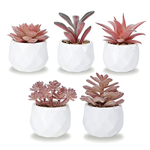 Set of 5 Artificial Succulent Plants 