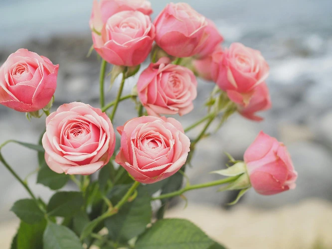 Bouquet of 9 Roses 🌹🌹🌹