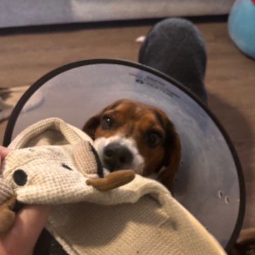 Vet Bill🐾