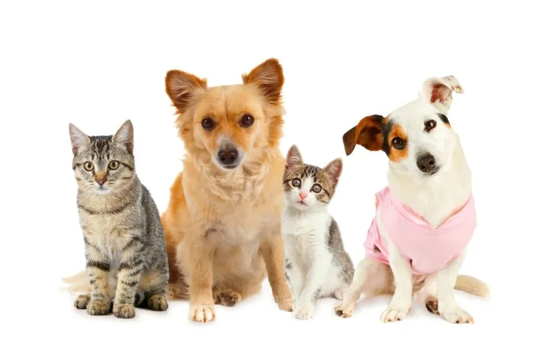 Pet supplies / 350