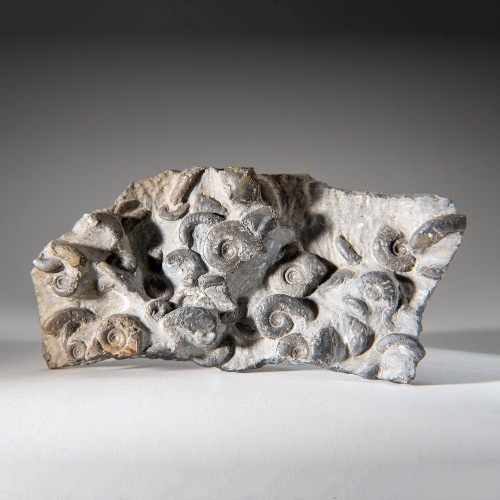 Genuine Natural Fossilized Ammonite Cluster (2 lbs)