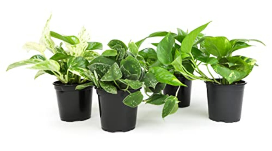 Live Pothos Plants (4PK) Indoor Plants Live Houseplants, Pothos Live Plant House Plants, Money Plant Indoor Pothos Plant Decor, Devils Ivy Trailing Plants Live by Plants for Pets,Black - Assorted Pothos, 4-Pack - Plants