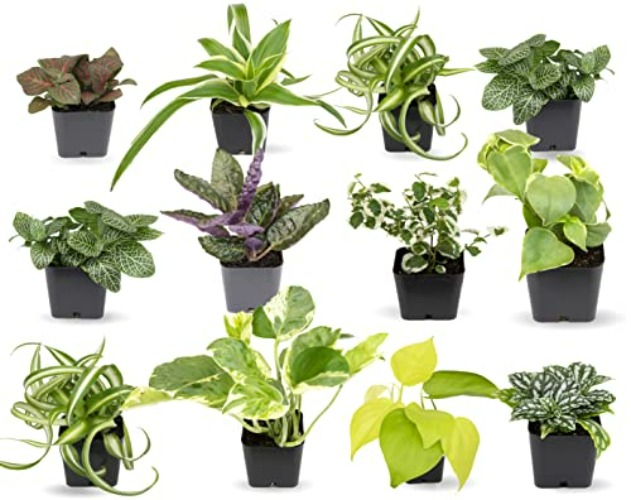 Easy to Grow Houseplants (12 Pack) Live House Plants in Plant Containers, Growers Choice Plant Set in Planters with Potting Soil Mix, Home Décor Planting Kit or Outdoor Garden Gifts by Plants for Pets - 12 Houseplants (2-inch Nursery Pots) - Planting Kit