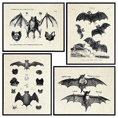 Bats Wall Decor - Vintage Retro Hipster Goth Art, Home or Room Decoration - Gift for Gothic, Horror, Vampire Fans - 8x10 UNFRAMED Creepy Scary Anatomical Picture Poster Print Set - 8x10
