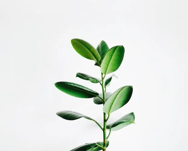 Plants/Flowers