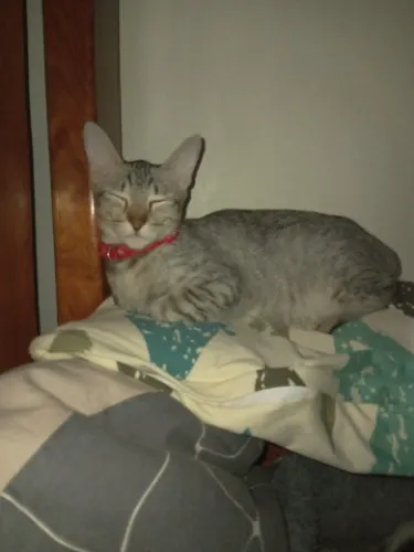 Not for me specifically, but for my cats and dogs.