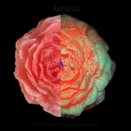 [L] Fluorescent style  Marigold Rose Low Temp Candles | Default Title