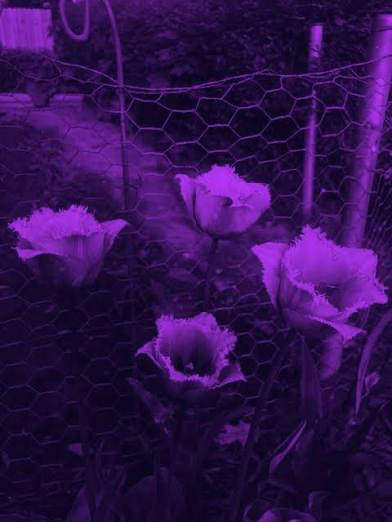 LEGO Creator Expert Volkswagen Beetle 10252 Construction Set (1167 Pieces) - Multicolor