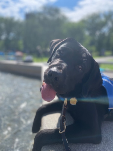 Vet Bills for Nemoy the Good Boy