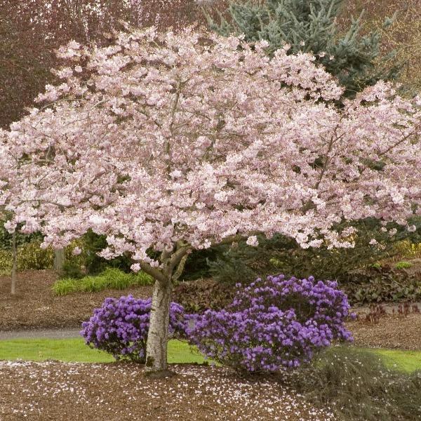 Akebono Cherry Tree | 4 to 5 Feet Tall