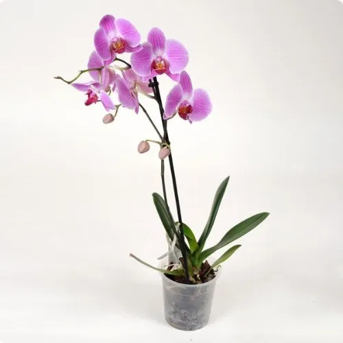 Phalaenopsis Orchid Plant