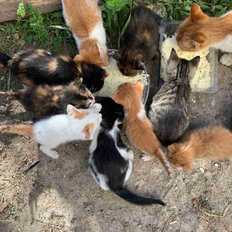 Support animals 🐕‍🦺🐦🐇🐈