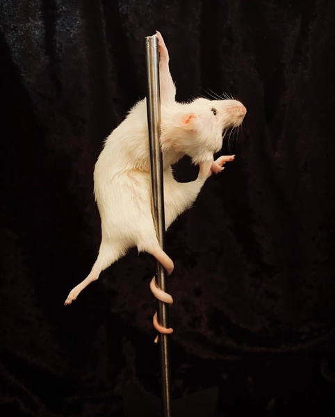 Stripper Mouse - Bonbon