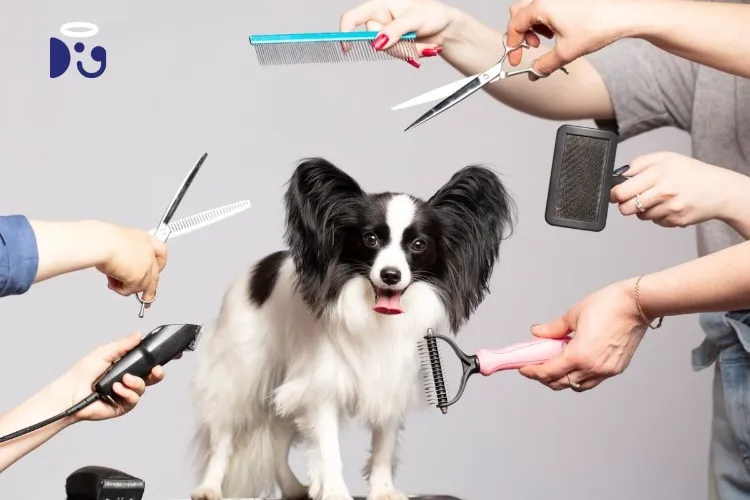 Dog grooming