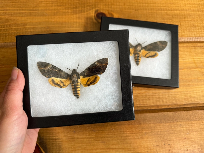 Death’s Head - Spread and Framed